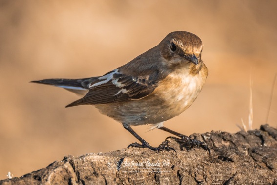 Papamoscas Cerrojillo. Ficedula Hypoleuca.