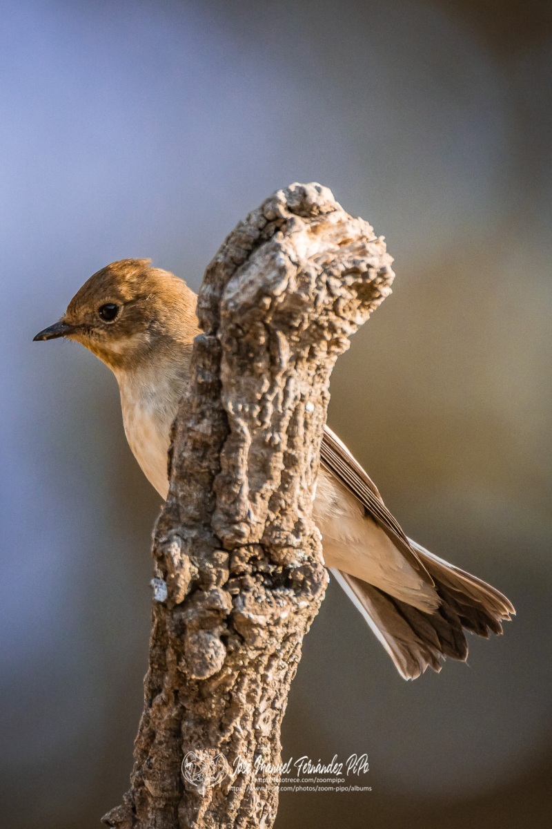 50340836001_92f8c94e75_o