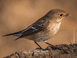 Papamoscas Cerrojillo. Ficedula Hypoleuca