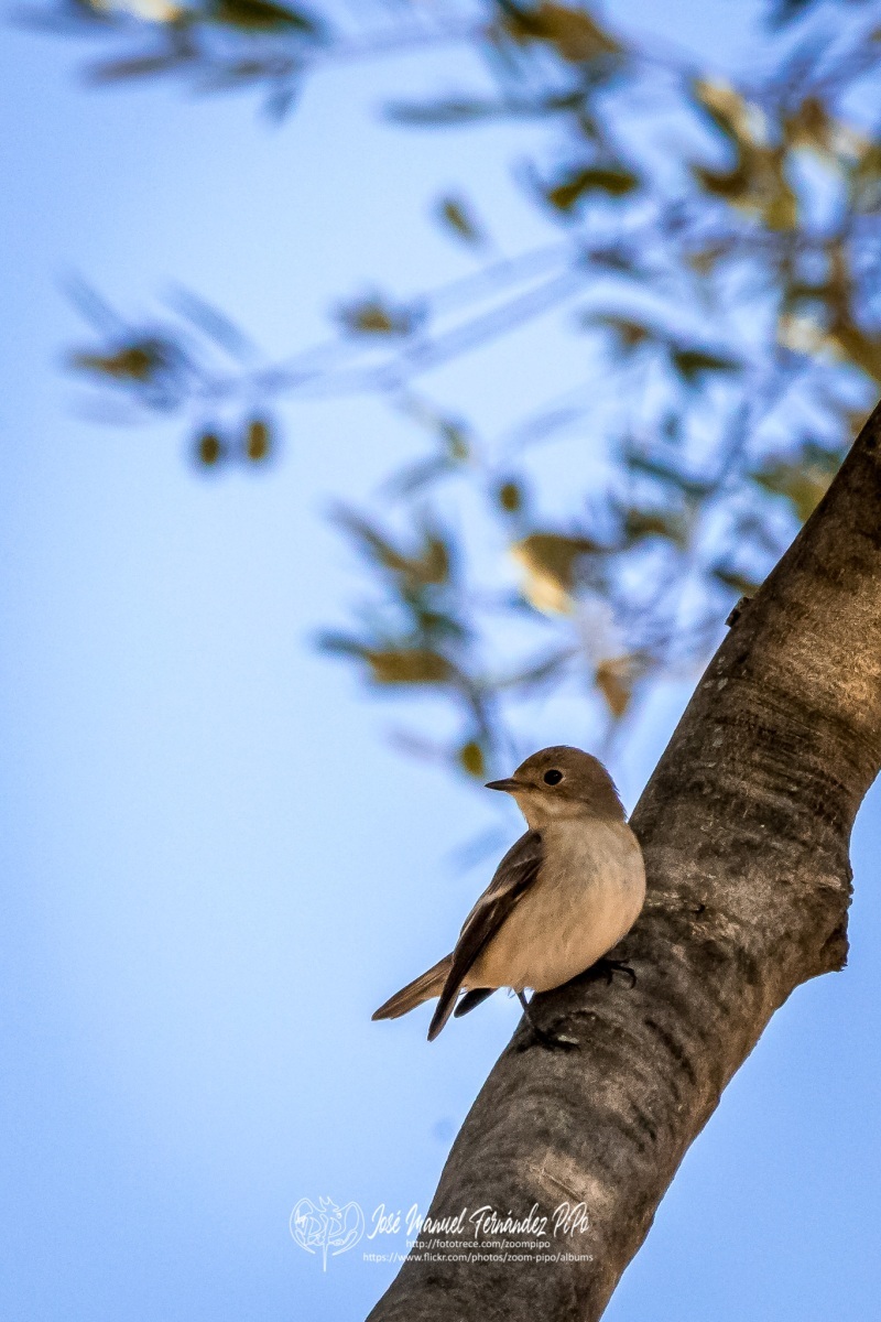 50743516537_491bc7921c_o