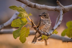 Papamoscas Gris. Muscicapa Striata.