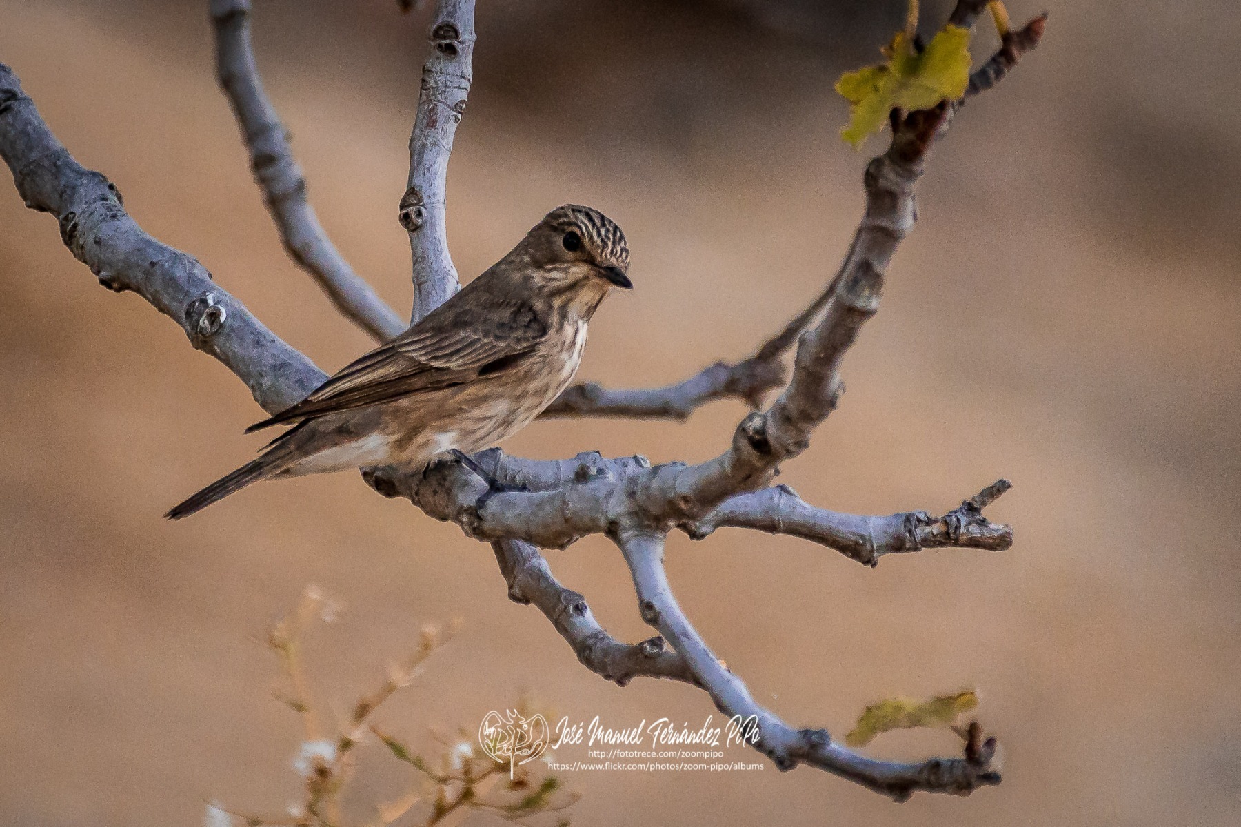 50311207471_466f215e87_o