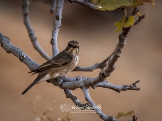 Papamoscas Gris. Muscicapa Striata