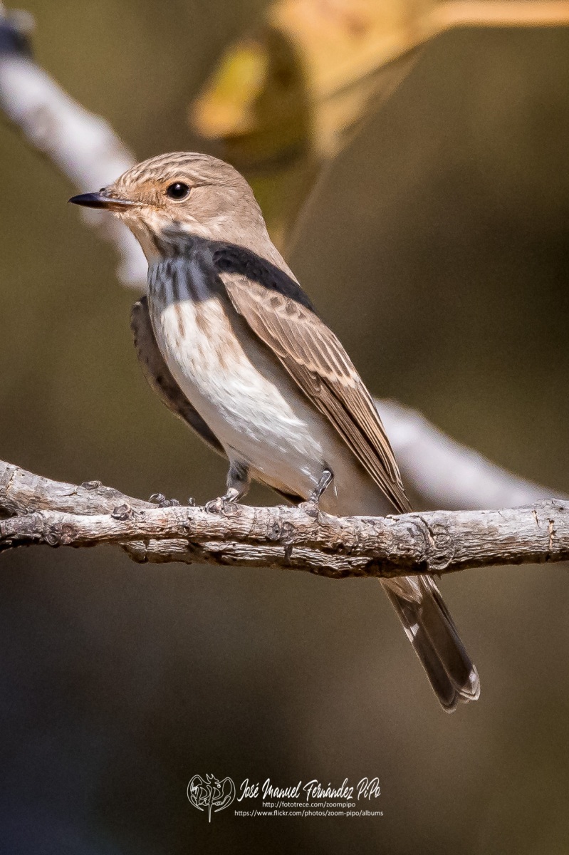 50893900951_3f9dc41a7d_o