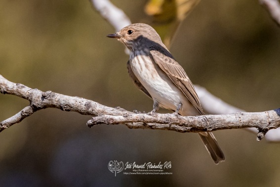 Papamoscas Gris. Muscicapa Striata.