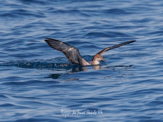 Pardela Balear. Puffinus Mauretanicus