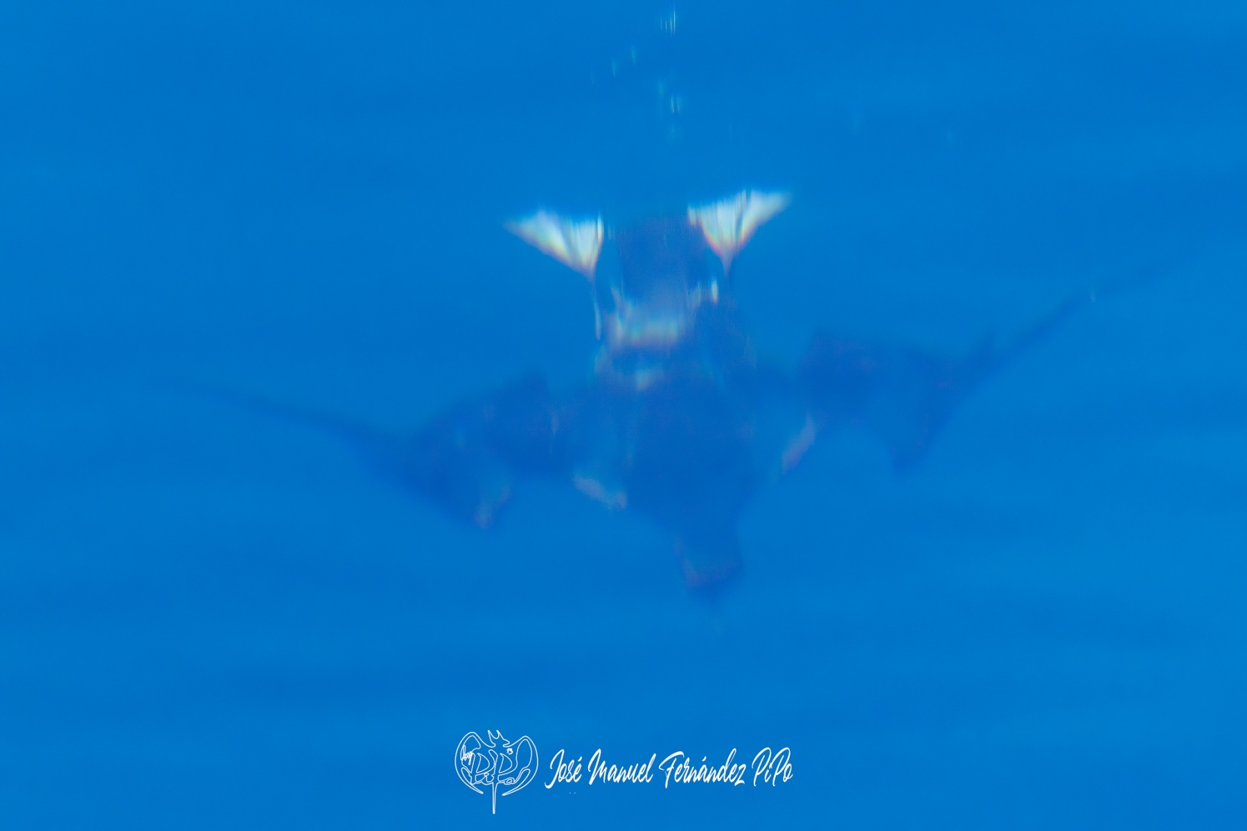 PiPo_631615-Erlr