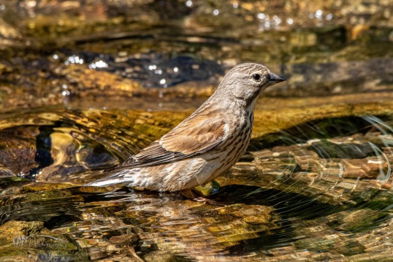 Pardillo Comun. Jamaz. Carduelis Cannabina.