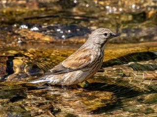 Pardillo Comun. Jamaz. Carduelis Cannabina