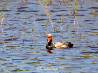 Pato Colorado. Netta Rufina
