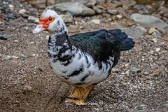 Pato Criollo Charca. Cairina Moschata.