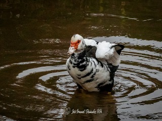 Pato Criollo Charca. Cairina Moschata