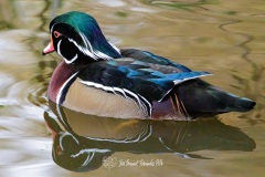 Pato Joyuyo. Aix Sponsa.