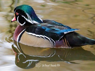 Pato Joyuyo. Aix Sponsa