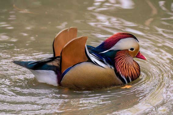Pato Mandarin. Aix Galericulata.
