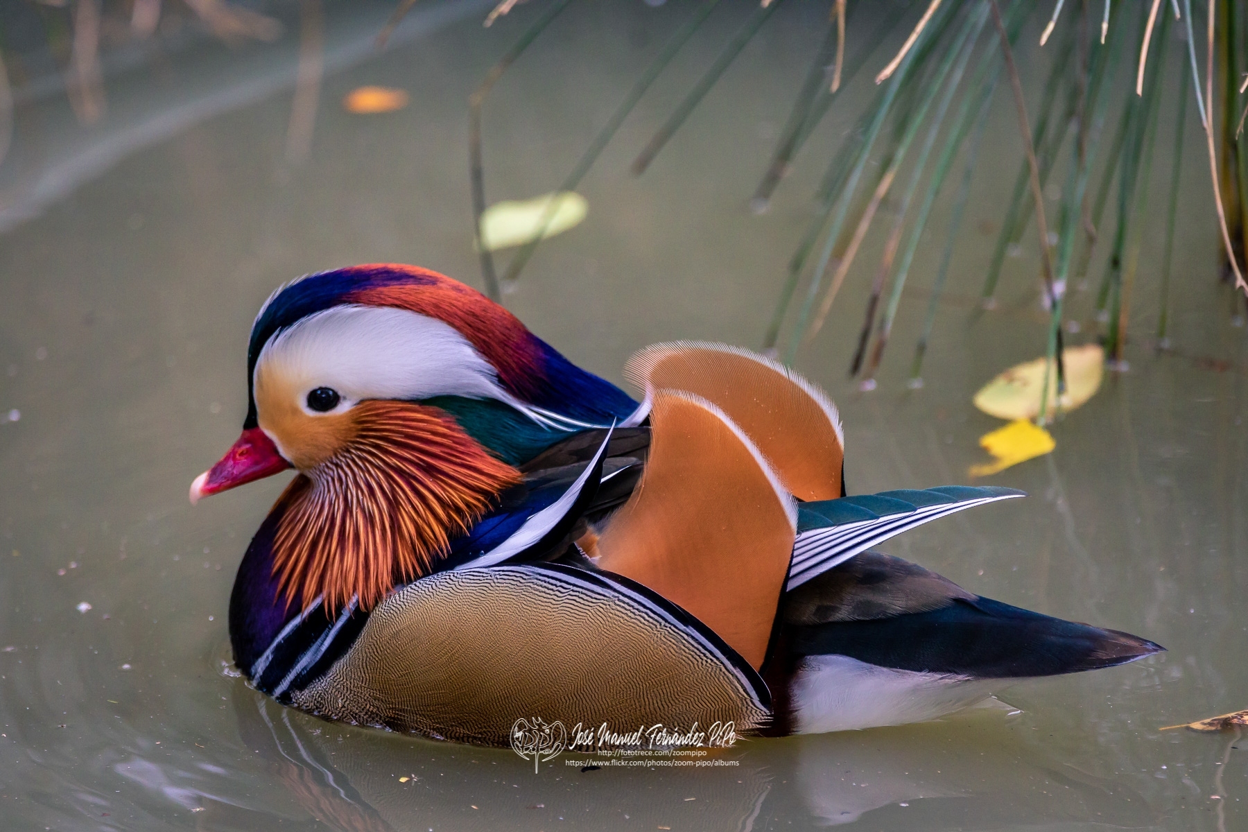 49745117926_2339aeba3a_o