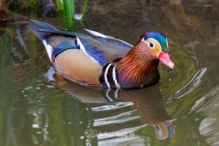 Pato Mandarín. Aix Galericulata.