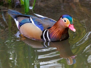 Pato Mandarin. Aix Galericulata