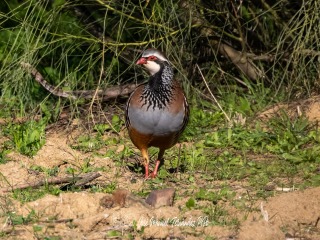 Perdiz Roja, Alectoris Rufa