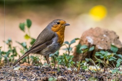 Petirrojo Europeo. Erithacus Rubecula.