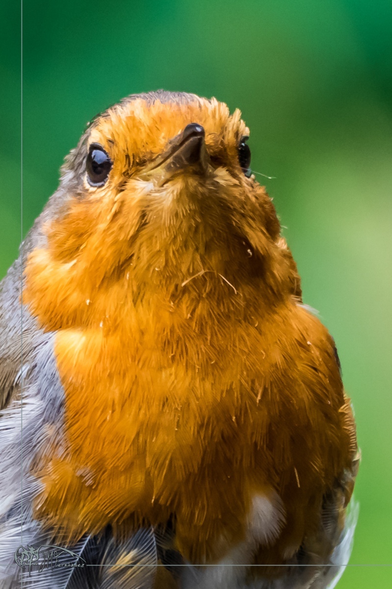 47577365621_2fb553d87d_or