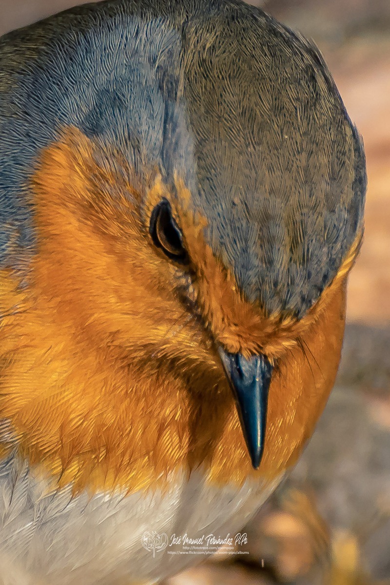 49047691256_93577fcd61_or