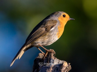 Petirrojo Europeo. Erithacus Rubecula