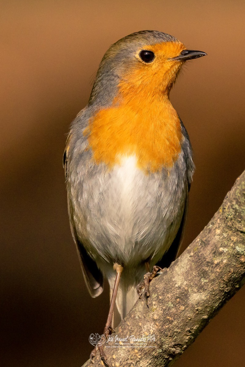 49142376408_a730704987_or