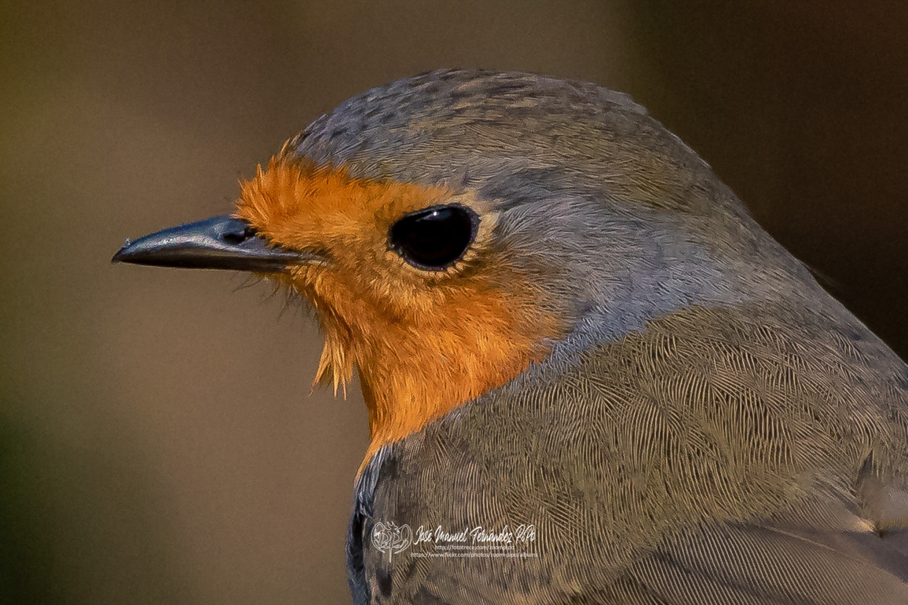 49179592531_4849beeedb_or