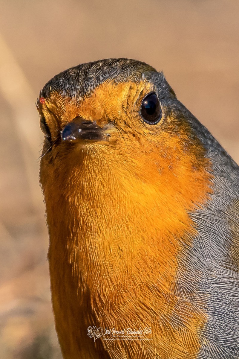 49232668543_b9d8b9203a_or