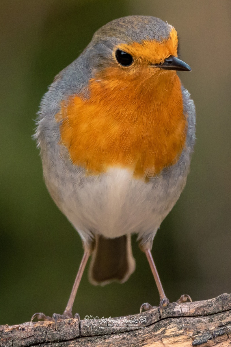 49297238563_f71d18fac1_or