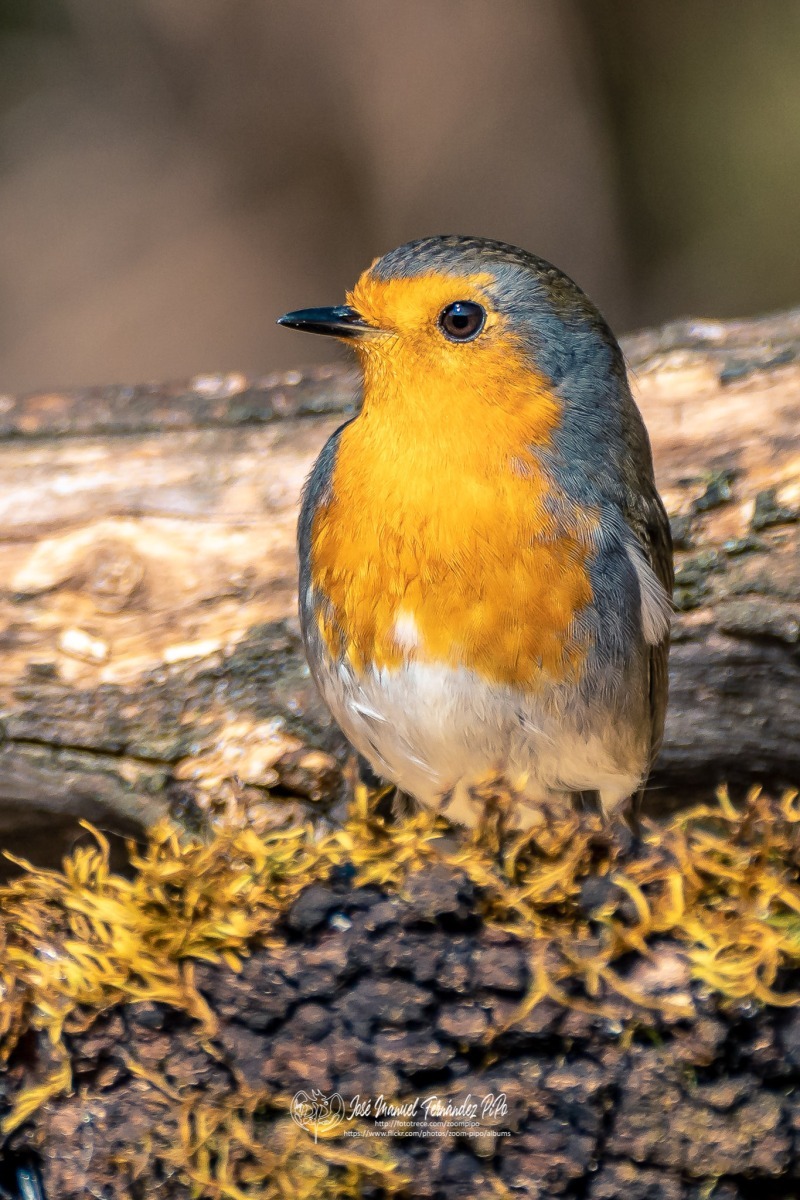 49673363001_d2fa9a4f23_or