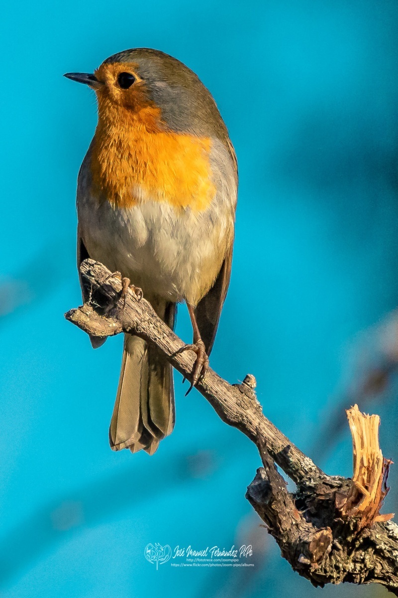 49726215628_ec7768243a_or