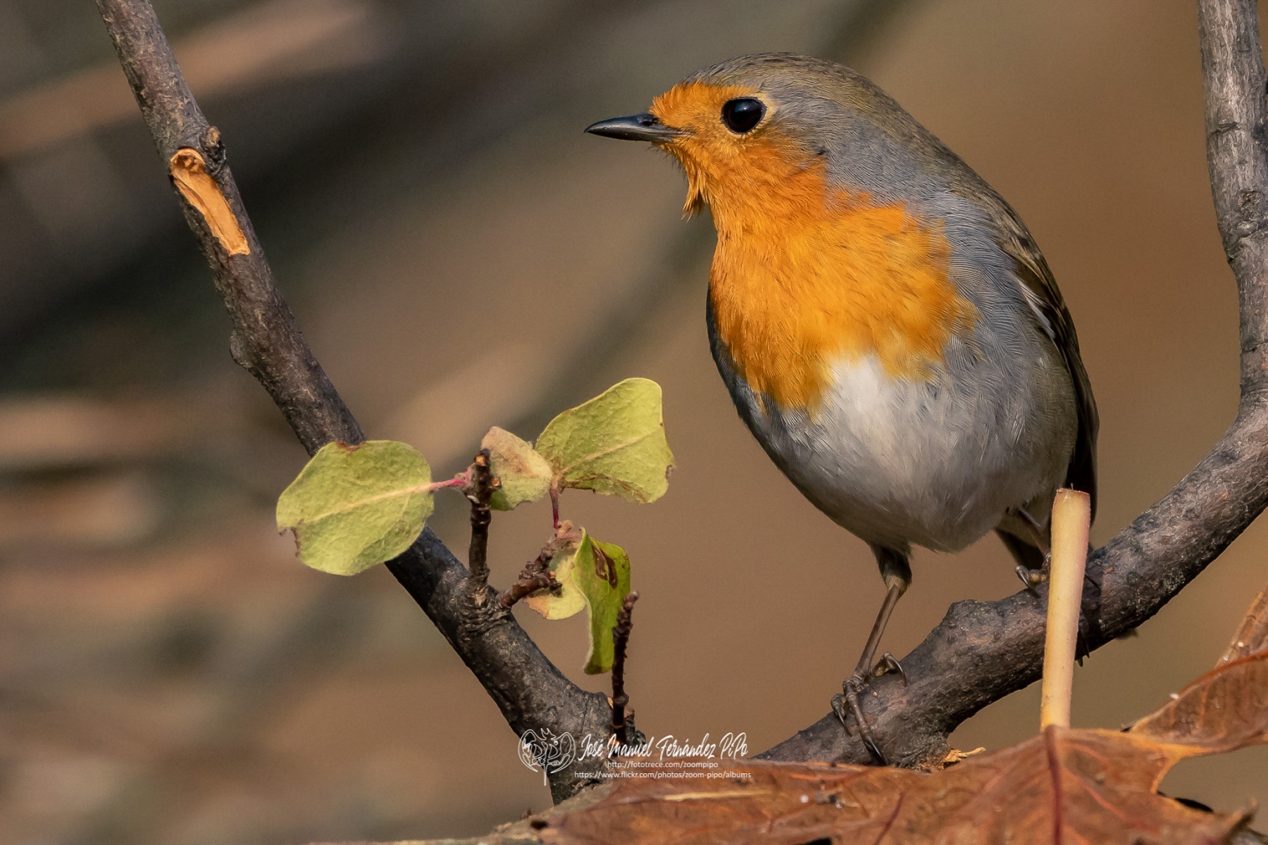 49727077207_6c5a14a0d0_or