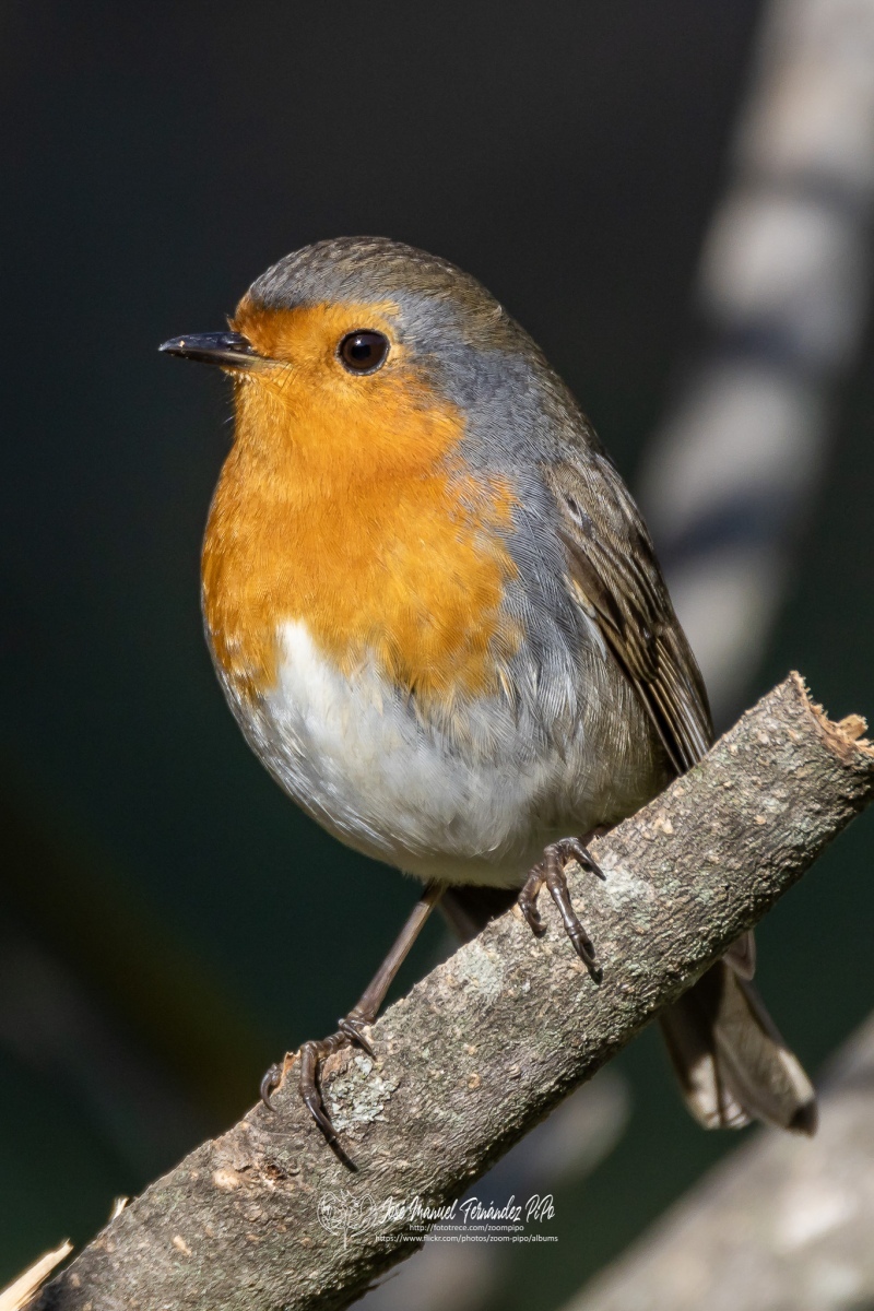 49737178953_eeb12a767c_or