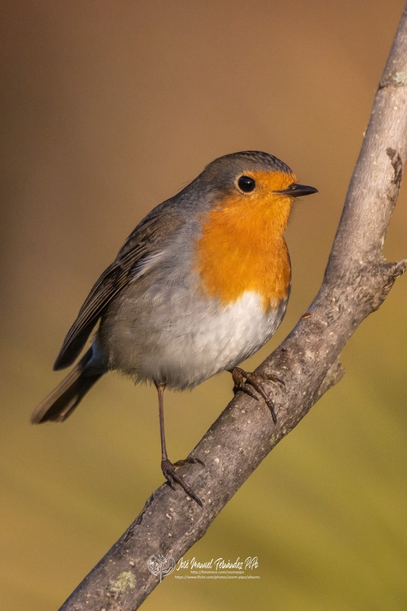 49737179513_ce01c0266c_or