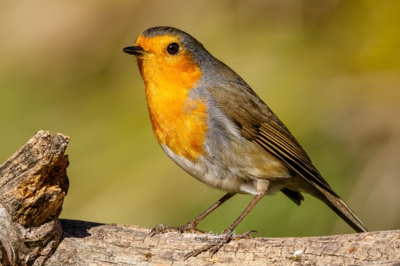 Petirrojo Europeo. Erithacus Rubecula.