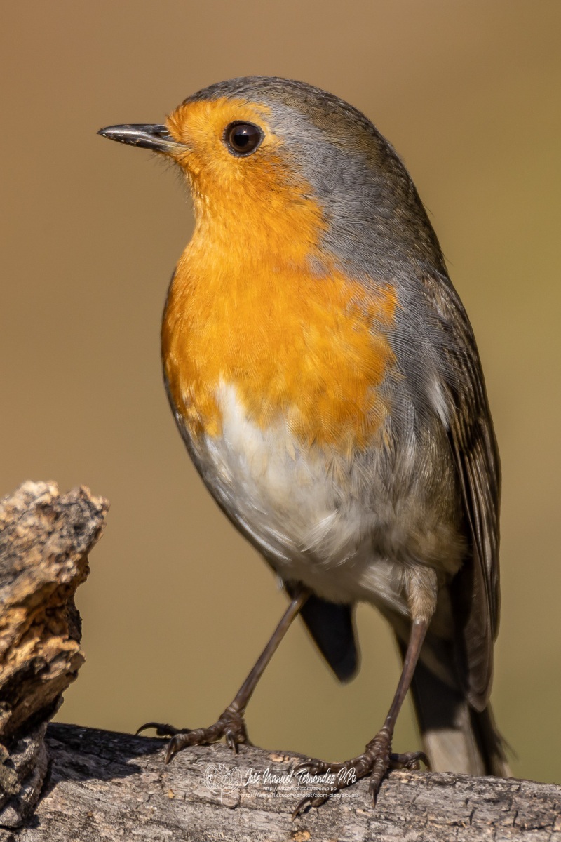 49738050162_ab3c31657c_or