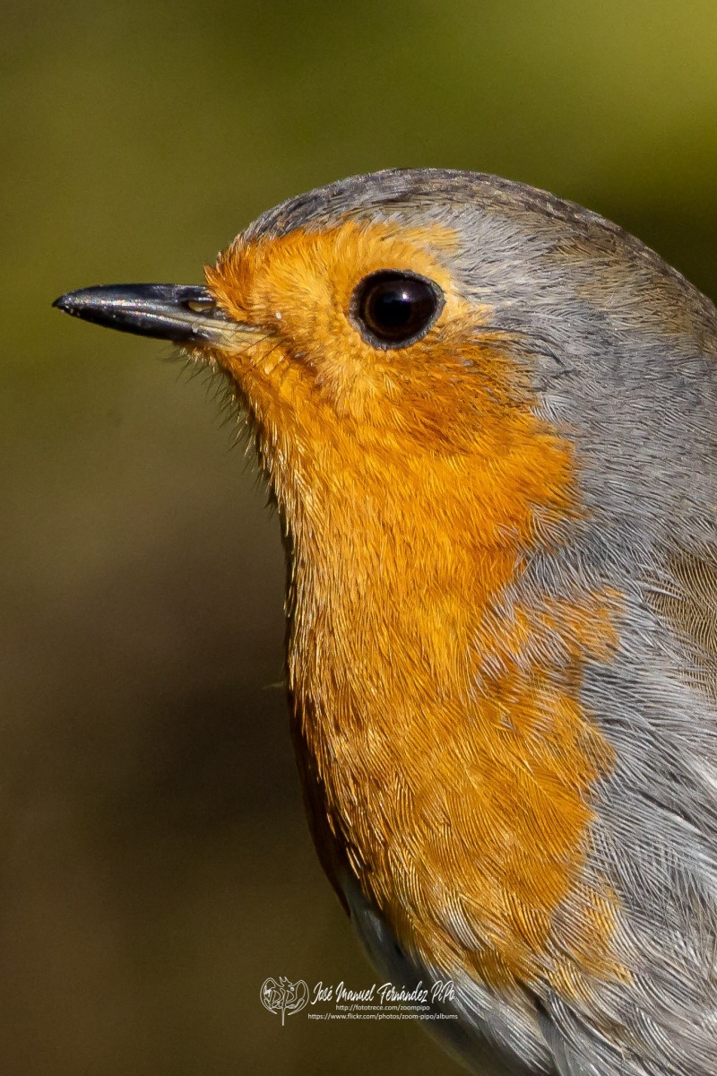 49742252392_8fe464aa0a_or