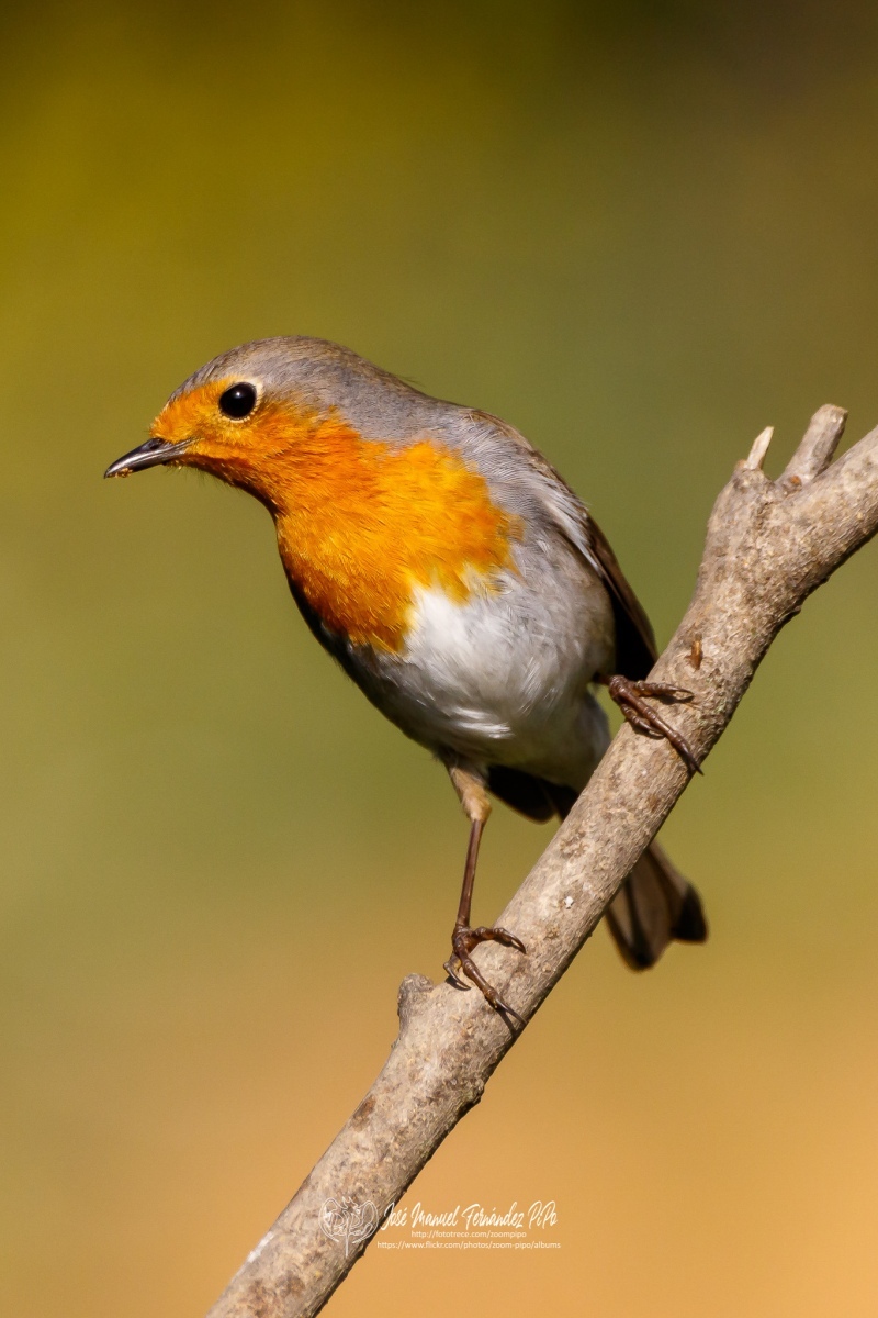 49768173521_641119ed14_or