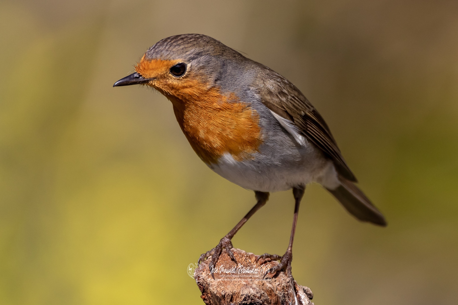 49773761268_8851014f97_or