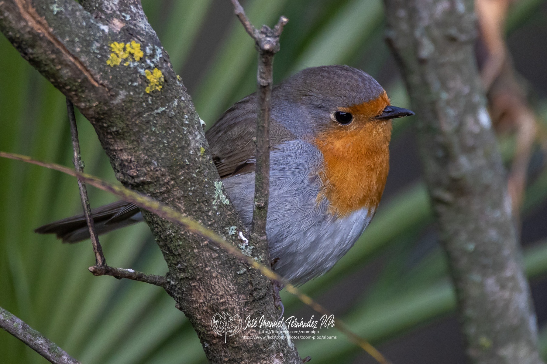 49954989468_38e51d150f_or