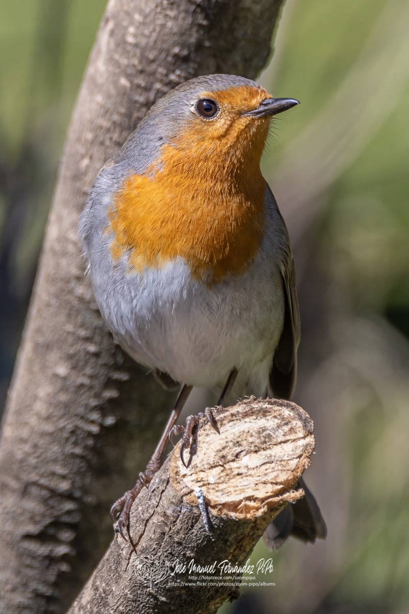 50036639693_57990a0ab6_or