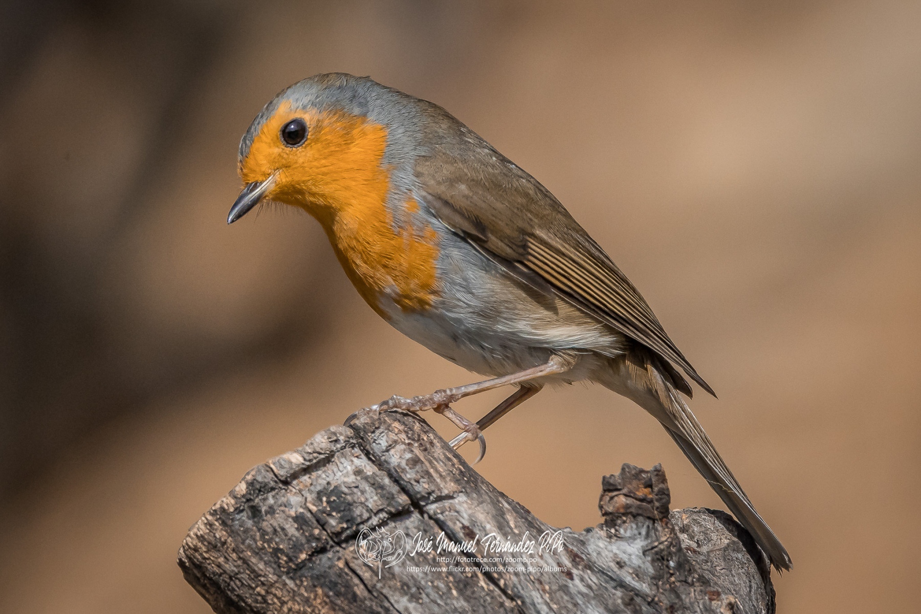 50863113842_1e755aa75a_or