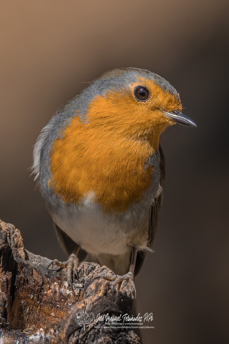 50869754331_d18d7d0614_or