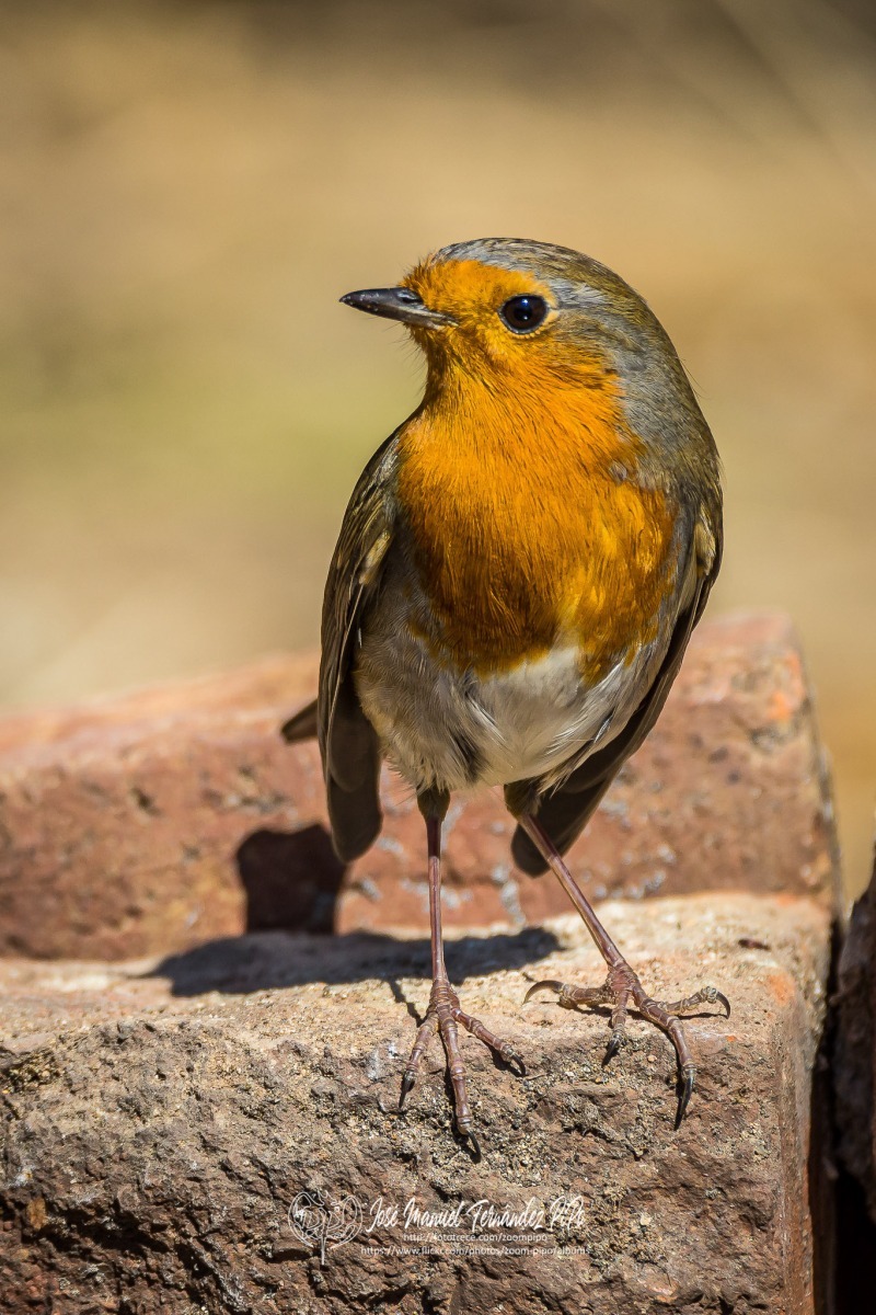 50994116202_235aa13e6c_or