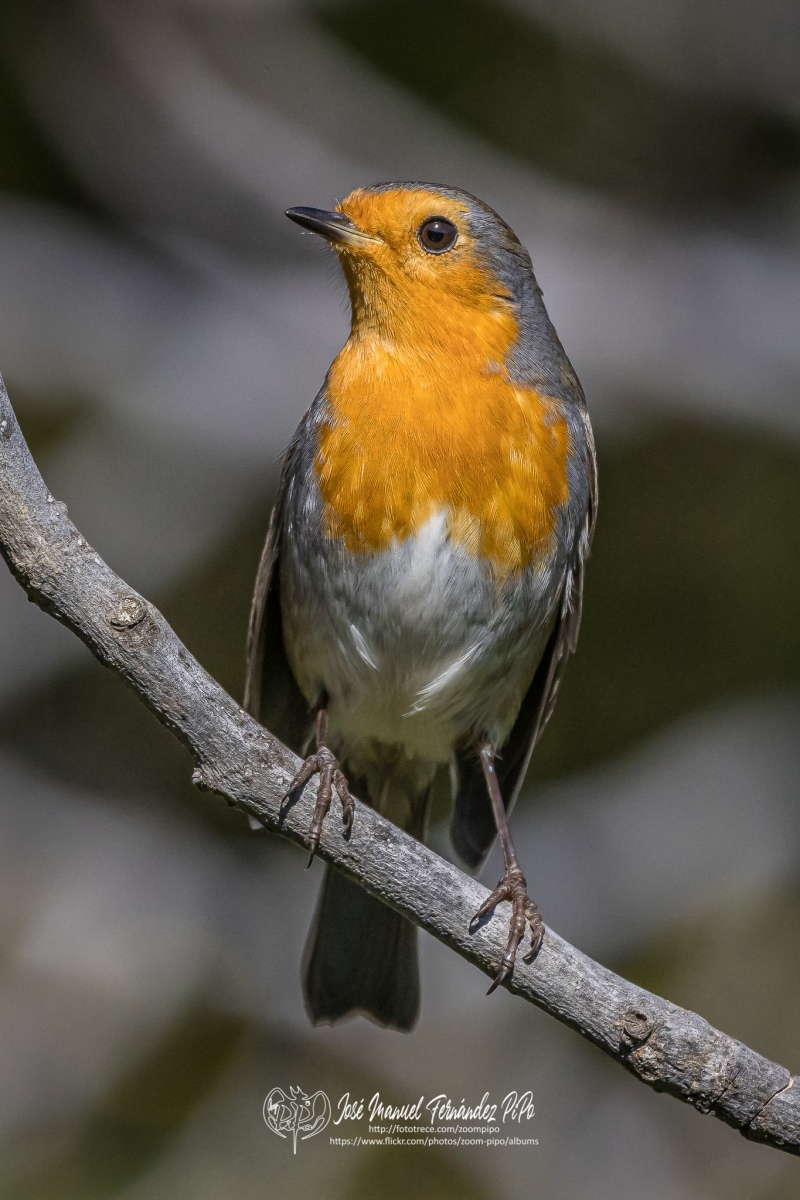 51001411010_4f5a345846_or