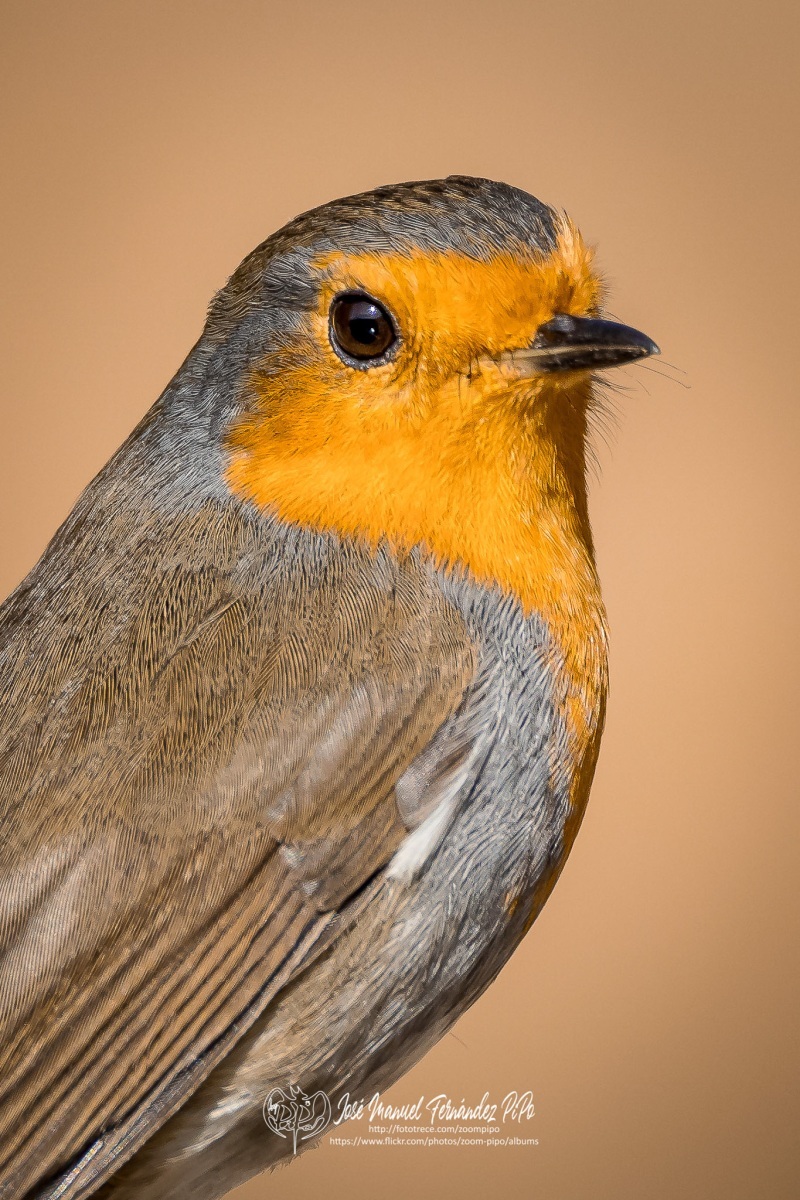 51025160536_86b66e6dc7_or