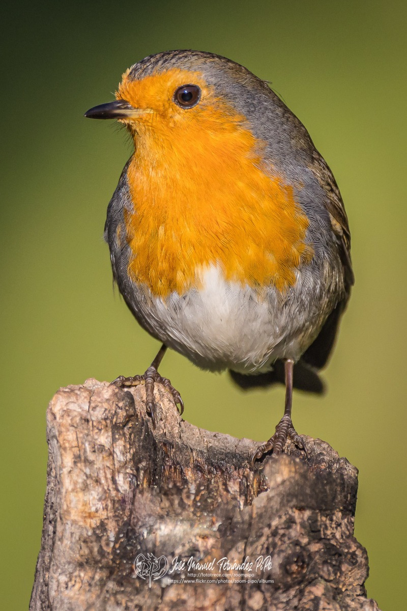 51042224168_120d912e53_or