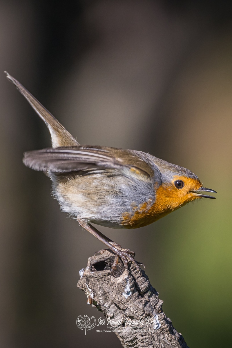 51042953951_315a2d72ee_or